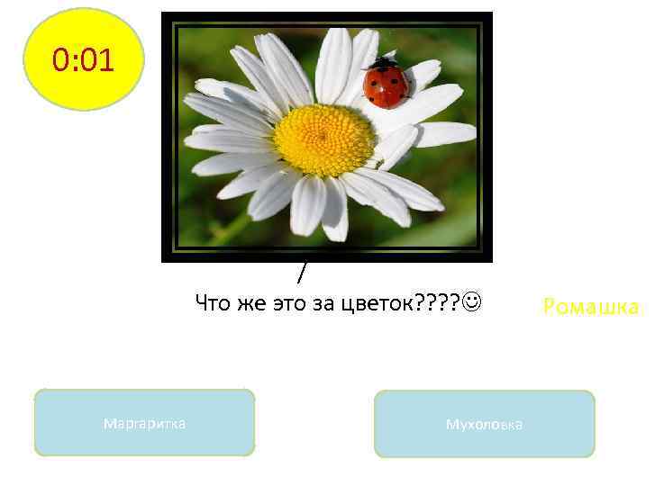 0: 01 / Что же это за цветок? ? Маргаритка Мухоловка Ромашка 