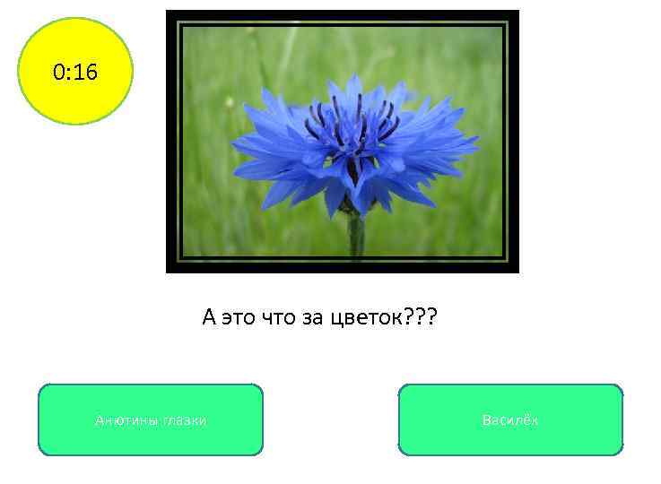0: 16 А это что за цветок? ? ? Анютины глазки Василёк 