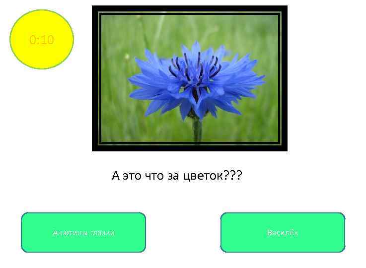 0: 10 А это что за цветок? ? ? Анютины глазки Василёк 