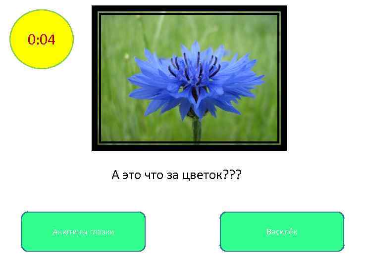 0: 04 А это что за цветок? ? ? Анютины глазки Василёк 