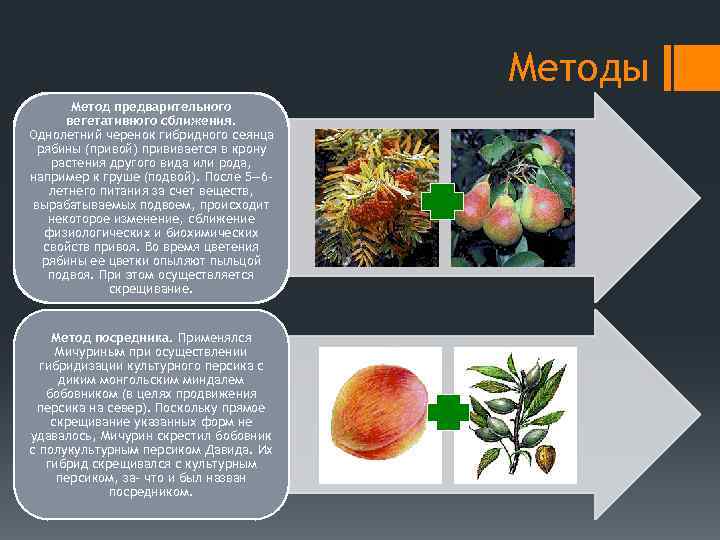 Метод ментора