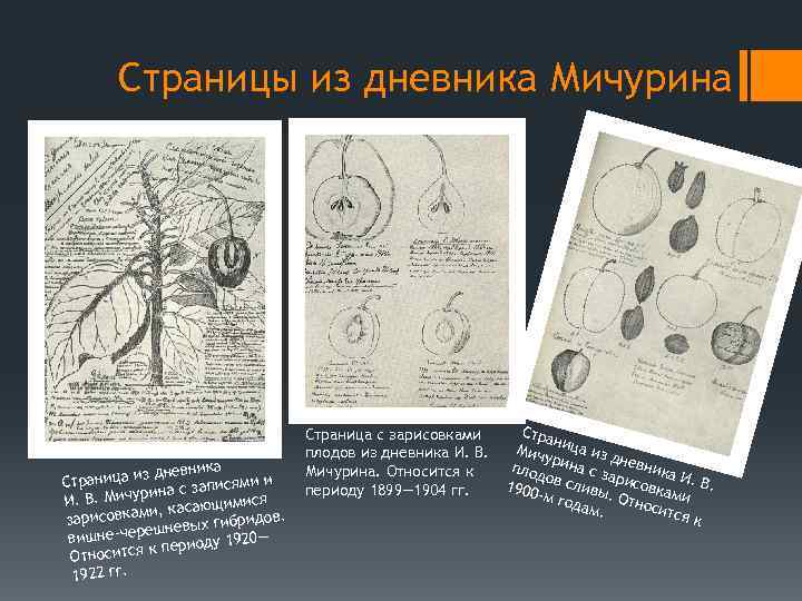 Страницы из дневника Мичурина невника аница из д Стр исями и рина с зап