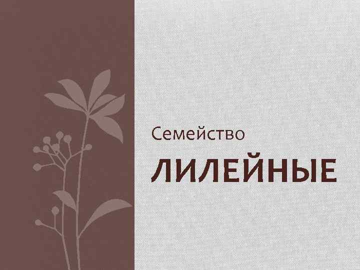 Семейство ЛИЛЕЙНЫЕ 