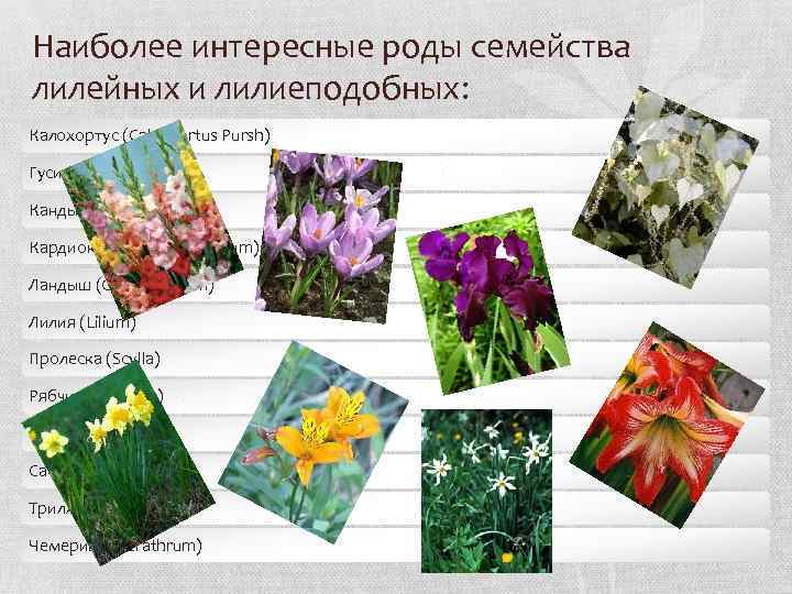 Наиболее интересные роды семейства лилейных и лилиеподобных: Калохортус (Calochortus Pursh) Гусиный лук (Gagea) Кандык