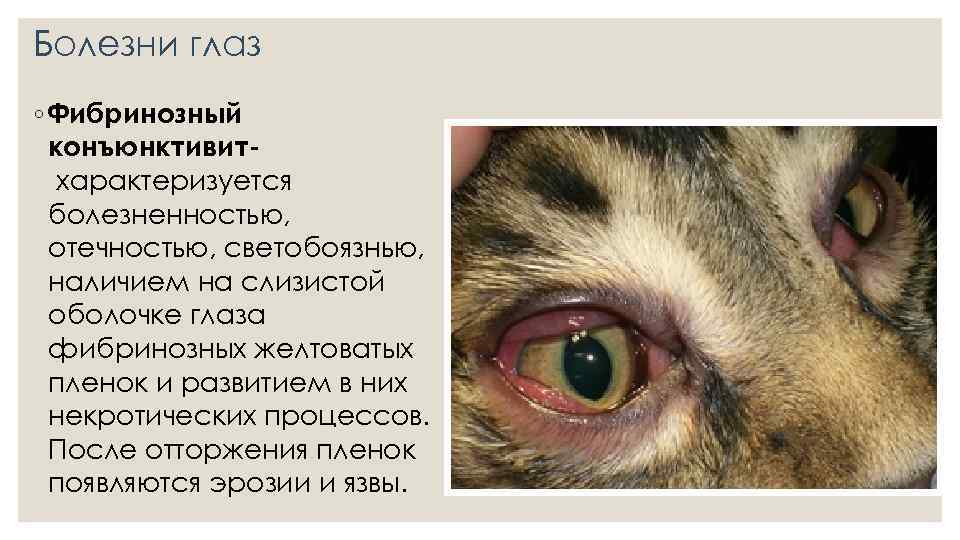  Болезни глаз ◦ Фибринозный конъюнктивит характеризуется болезненностью, отечностью, светобоязнью, наличием на слизистой оболочке