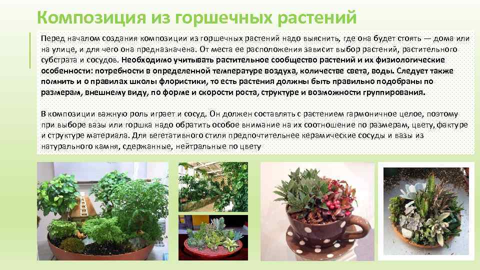 Композиция из горшечных растений Перед началом создания композиции из горшечных растений надо выяснить, где