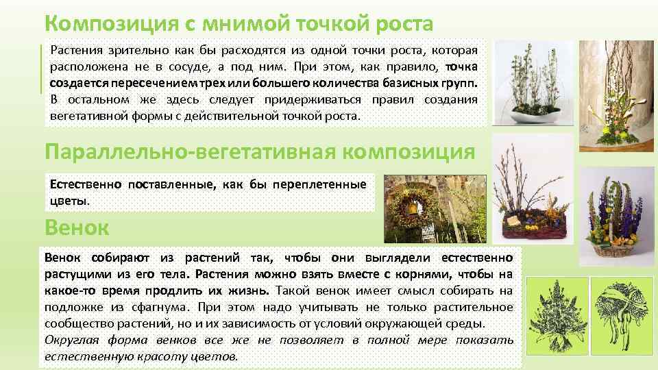 Композиция с мнимой точкой роста Растения зрительно как бы расходятся из одной точки роста,