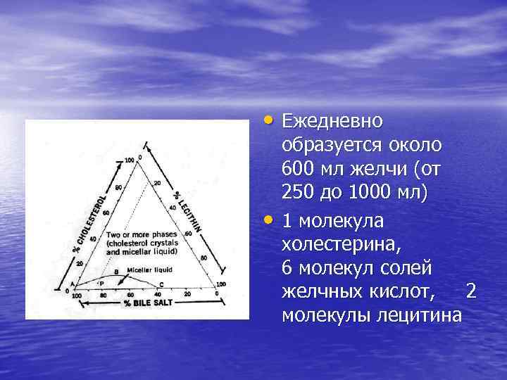  • Ежедневно • образуется около 600 мл желчи (от 250 до 1000 мл)