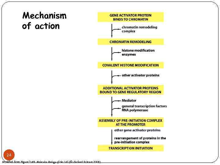 Mechanism of action 24 Modified from Figure 7 -49 Molecular Biology of the Cell