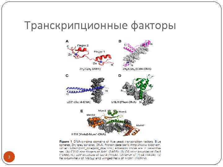 Транскрипционные факторы 3 