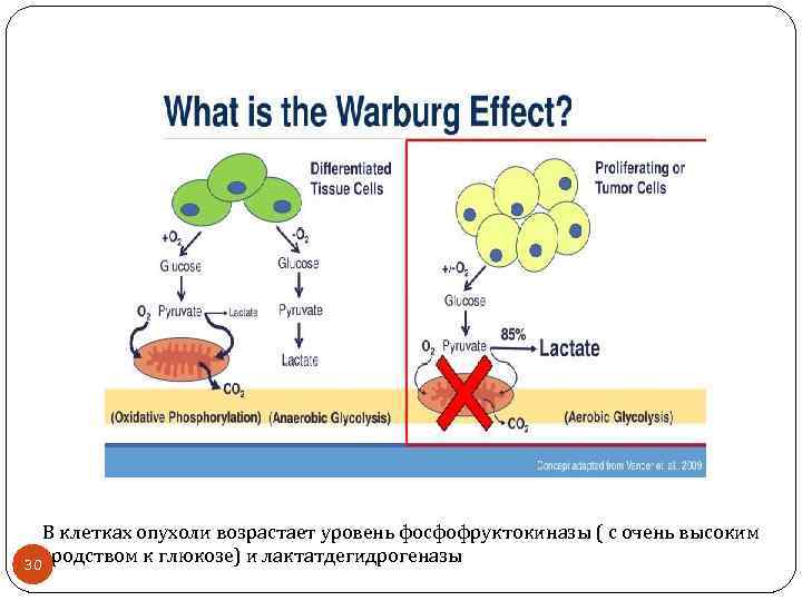 В клетках опухоли возрастает уровень фосфофруктокиназы ( с очень высоким 30 сродством к глюкозе)