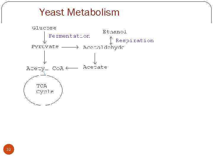 Yeast Metabolism 32 