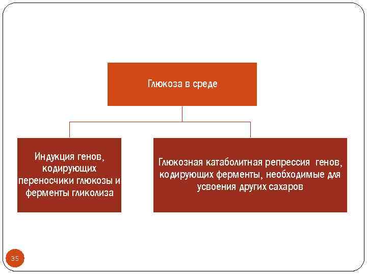 Глюкоза в среде Индукция генов, кодирующих переносчики глюкозы и ферменты гликолиза 35 Глюкозная катаболитная