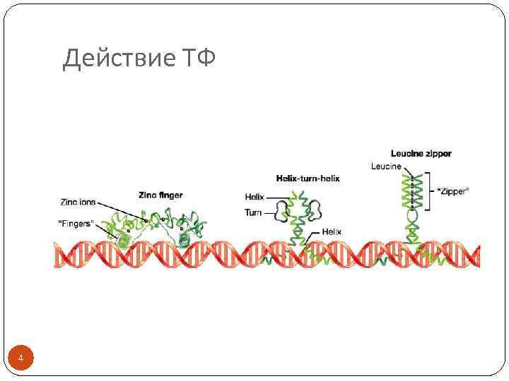 Действие ТФ 4 