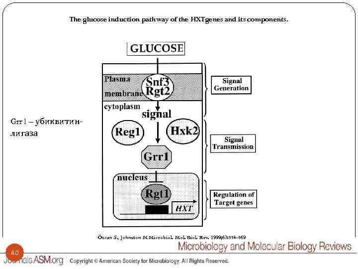 The glucose induction pathway of the HXTgenes and its components. Grr 1 – убиквитинлигаза