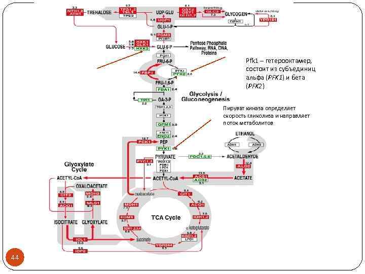 Pfk 1 – гетерооктамер, состоит из субъединиц альфа (PFK 1) и бета (PFK 2)