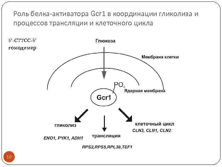 Роль белка-активатора Gcr 1 в координации гликолиза и процессов трансляции и клеточного цикла 5’-CTTCC-3’