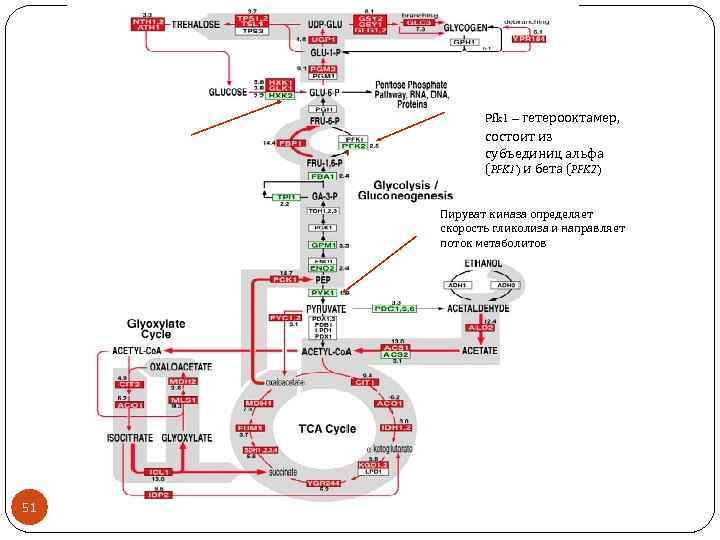 Pfk 1 – гетерооктамер, состоит из субъединиц альфа (PFK 1) и бета (PFK 2)