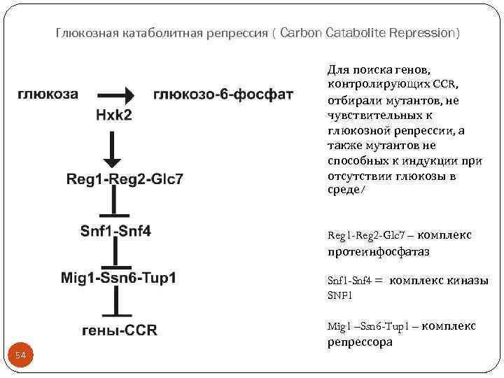 Глюкозная катаболитная репрессия ( Carbon Catabolite Repression) Для поиска генов, контролирующих CCR, отбирали мутантов,