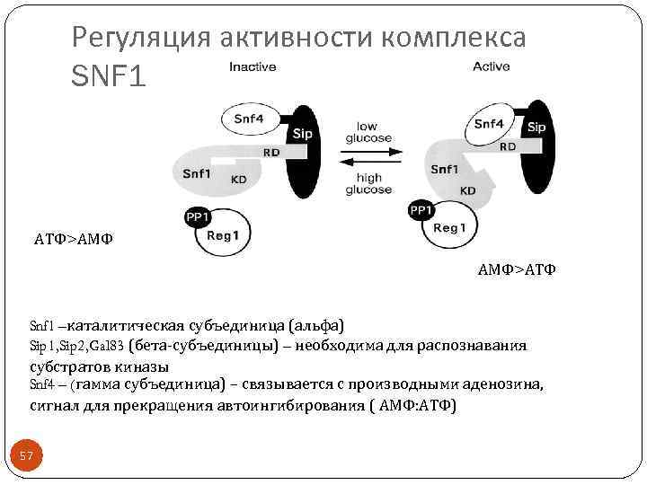 Регуляция активности комплекса SNF 1 АТФ>АМФ АМФ>АТФ Snf 1 –каталитическая субъединица (альфа) Sip 1,