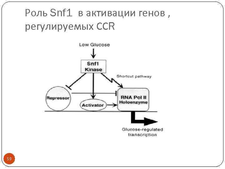 Роль Snf 1 в активации генов , регулируемых ССR 59 