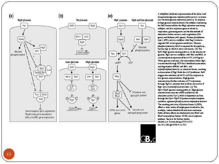 A simplified schematic representation of the three wellcharacterized glucose-response pathways in S. cerevisiae. (a)