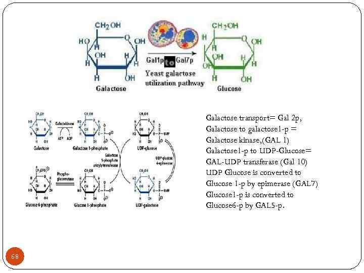 Galactose transport= Gal 2 p, Galactose to galactose 1 -p = Galactose kinase, (GAL