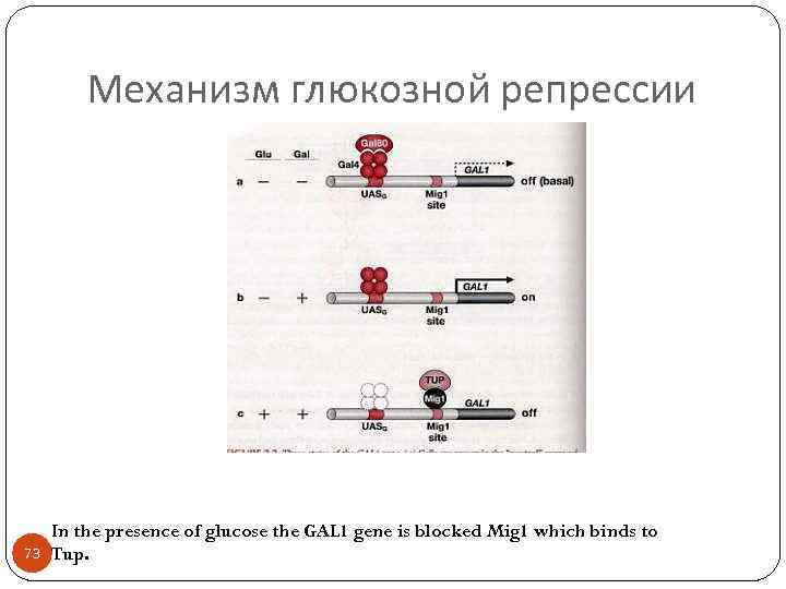 Механизм глюкозной репрессии 73 In the presence of glucose the GAL 1 gene is