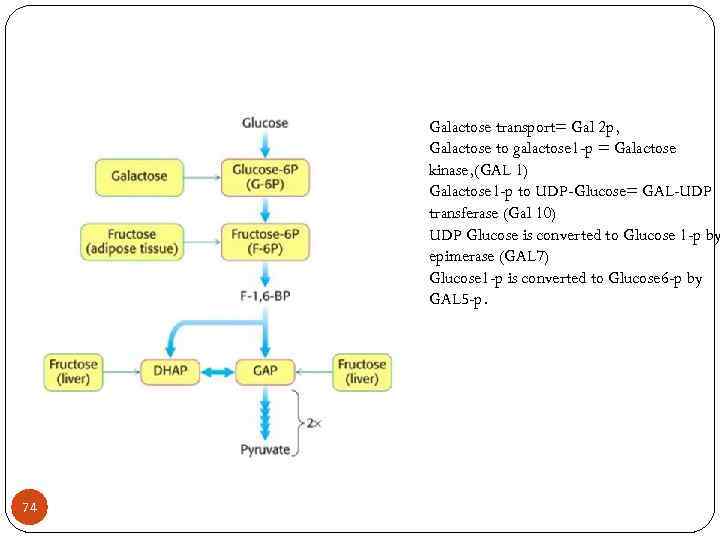 Galactose transport= Gal 2 p, Galactose to galactose 1 -p = Galactose kinase, (GAL