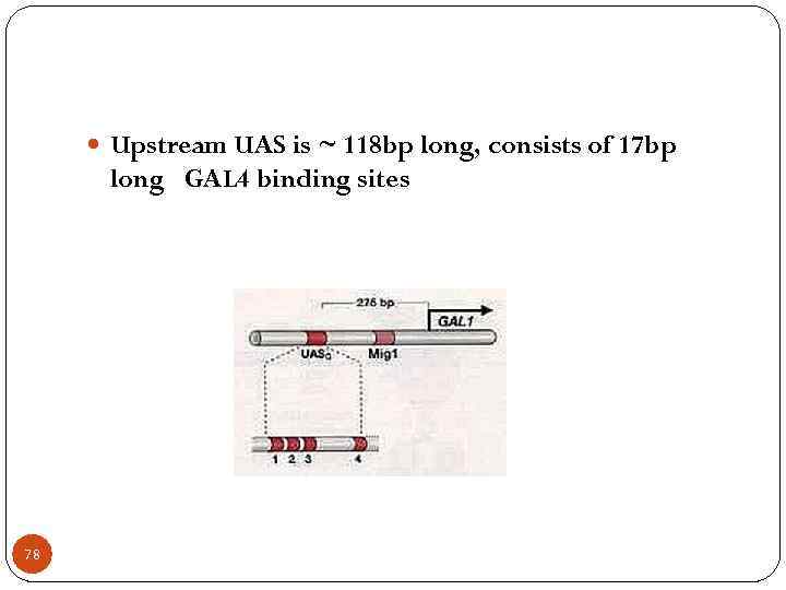  Upstream UAS is ~ 118 bp long, consists of 17 bp long GAL