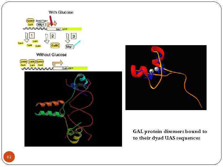 GAL protein dimmers bound to to their dyad UAS sequences 82 