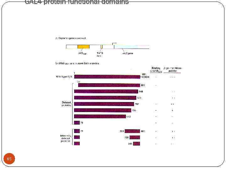 GAL 4 protein functional domains 85 