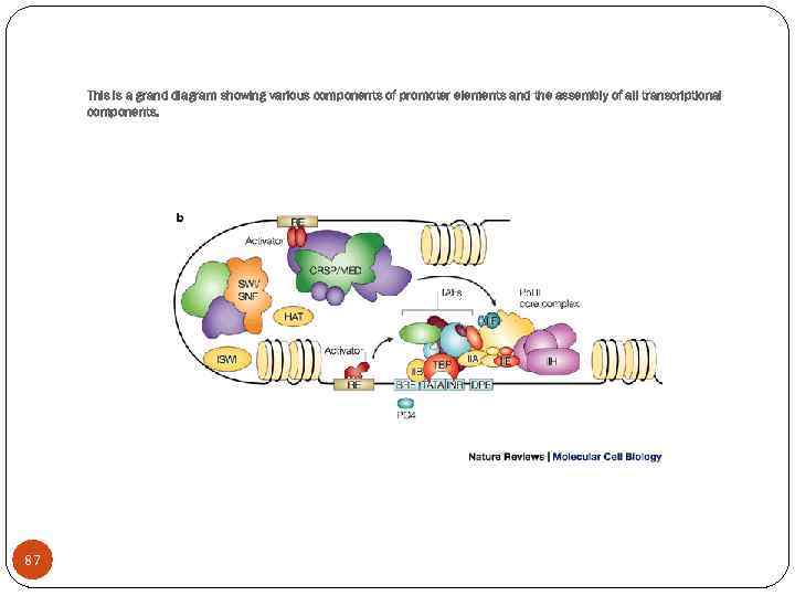 This is a grand diagram showing various components of promoter elements and the assembly