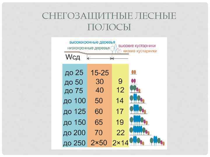 СНЕГОЗАЩИТНЫЕ ЛЕСНЫЕ ПОЛОСЫ 