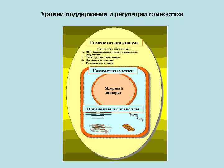 Уровни поддержания и регуляции гомеостаза 