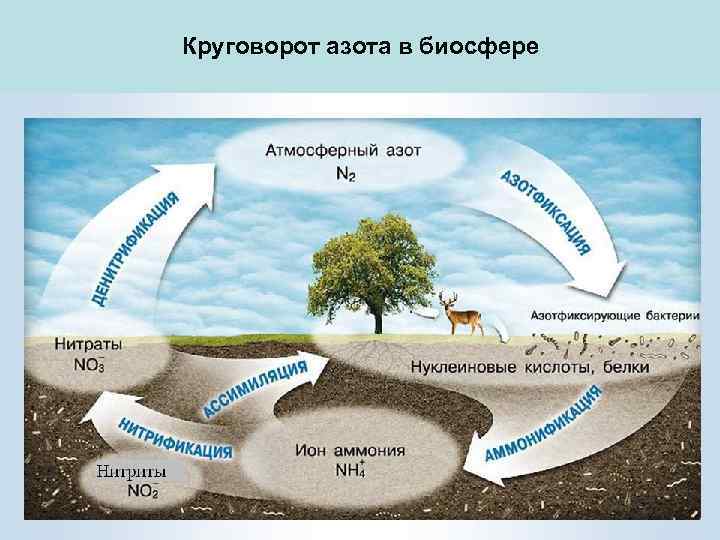 Круговорот азота в биосфере 