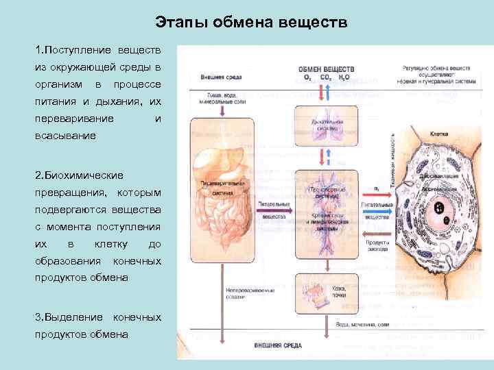 Обмен веществ трансляция