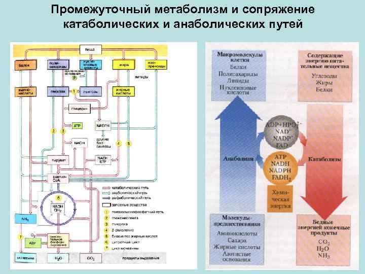 Какие из реакций обмена схемы которых bacl2 agno3 будут протекать до конца