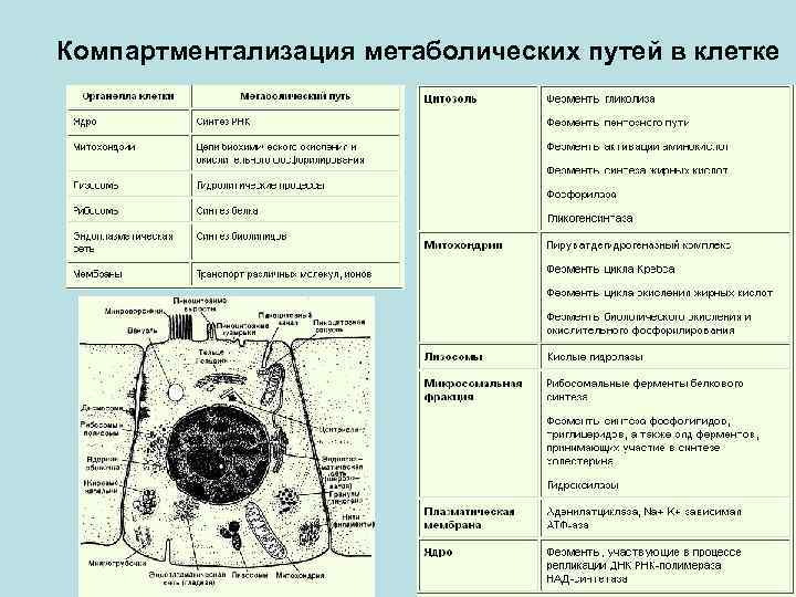 Карта метаболических путей