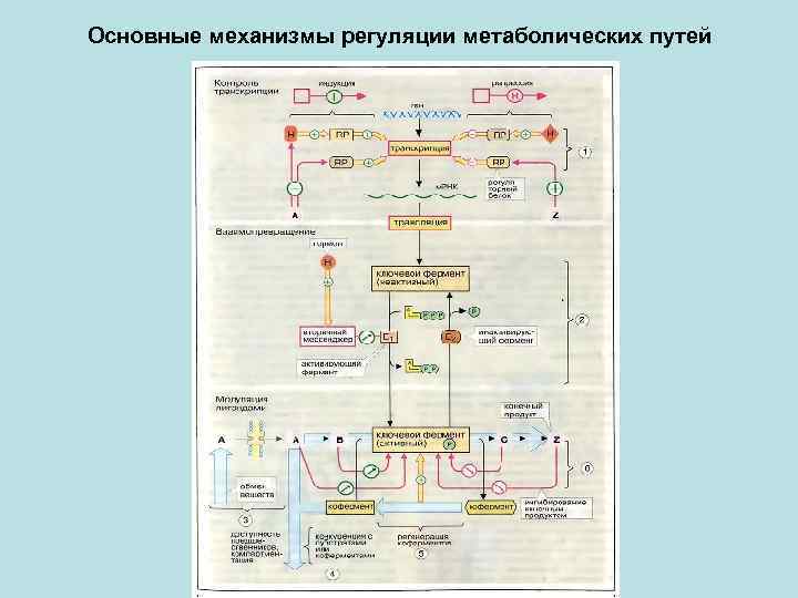 Основные механизмы регуляции метаболических путей 