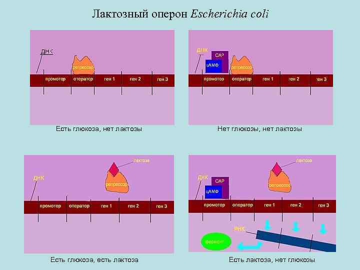 Лактозный оперон Escherichia coli Есть глюкоза, нет лактозы Есть глюкоза, есть лактоза Нет глюкозы,