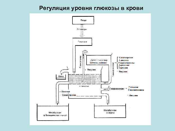 На рисунке изображена схема объясняющая механизм поддержания концентрации глюкозы в организме