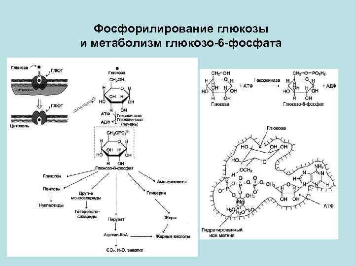 Фосфорилирование глюкозы и метаболизм глюкозо-6 -фосфата 