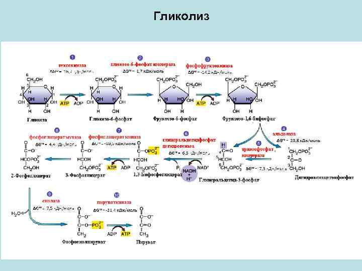 Количество этапов в гликолизе. Схема гликолиза биохимия. Гликолиз схема реакций. Биохимическая реакция гликолиза.