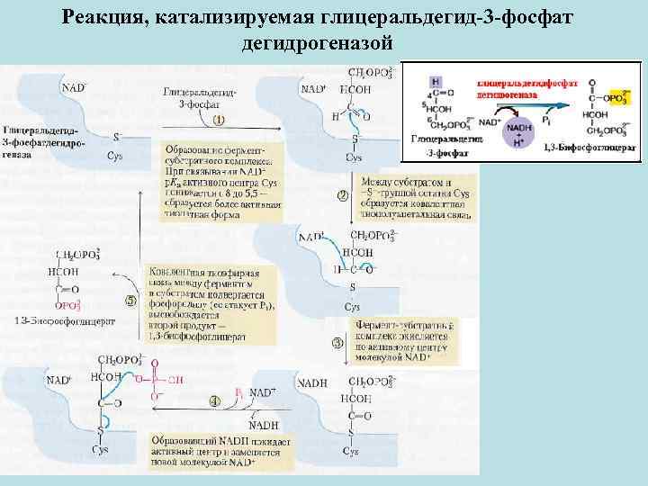 Реакция, катализируемая глицеральдегид-3 -фосфат дегидрогеназой 