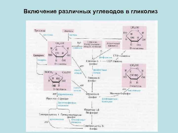 Молекулы глюкозы в процессе гликолиза. Включение фруктозы в гликолиз. Схема включения галактозы в процесс гликолиза. Включение галактозы в гликолиз. Схема включения углеводов в гликолиз.