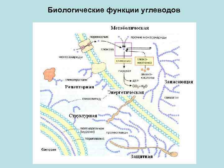 Углеводы биохимия презентация