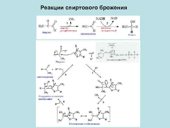 Реакции спиртового брожения 