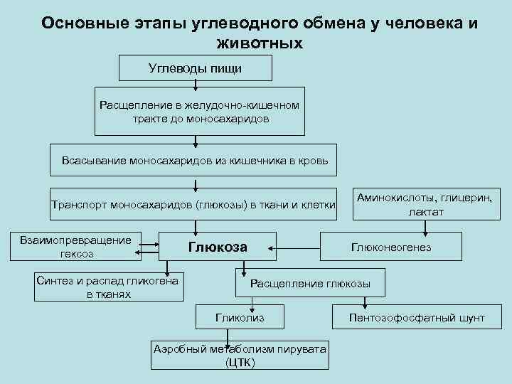 Энергетический обмен углеводов