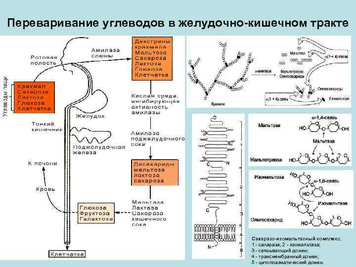 Схема переваривания углеводов биохимия